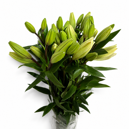 Lilium Extra Blanco