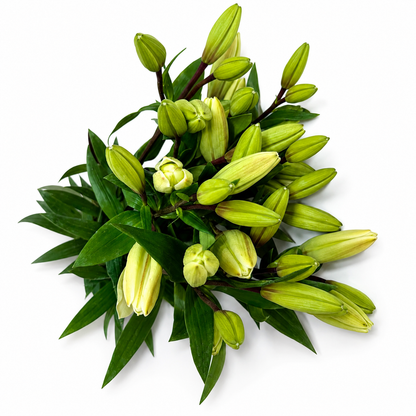 Lilium Extra Blanco