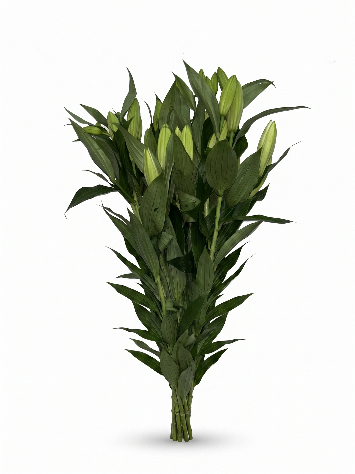 Lilium Oriental blanco Extra · 80 cm · Nacional