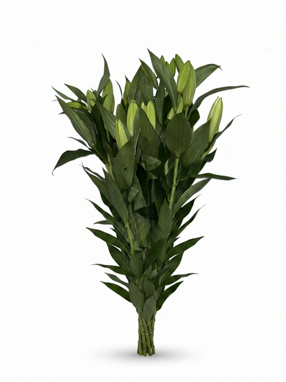 Lilium Oriental blanco Extra · 80 cm · Nacional