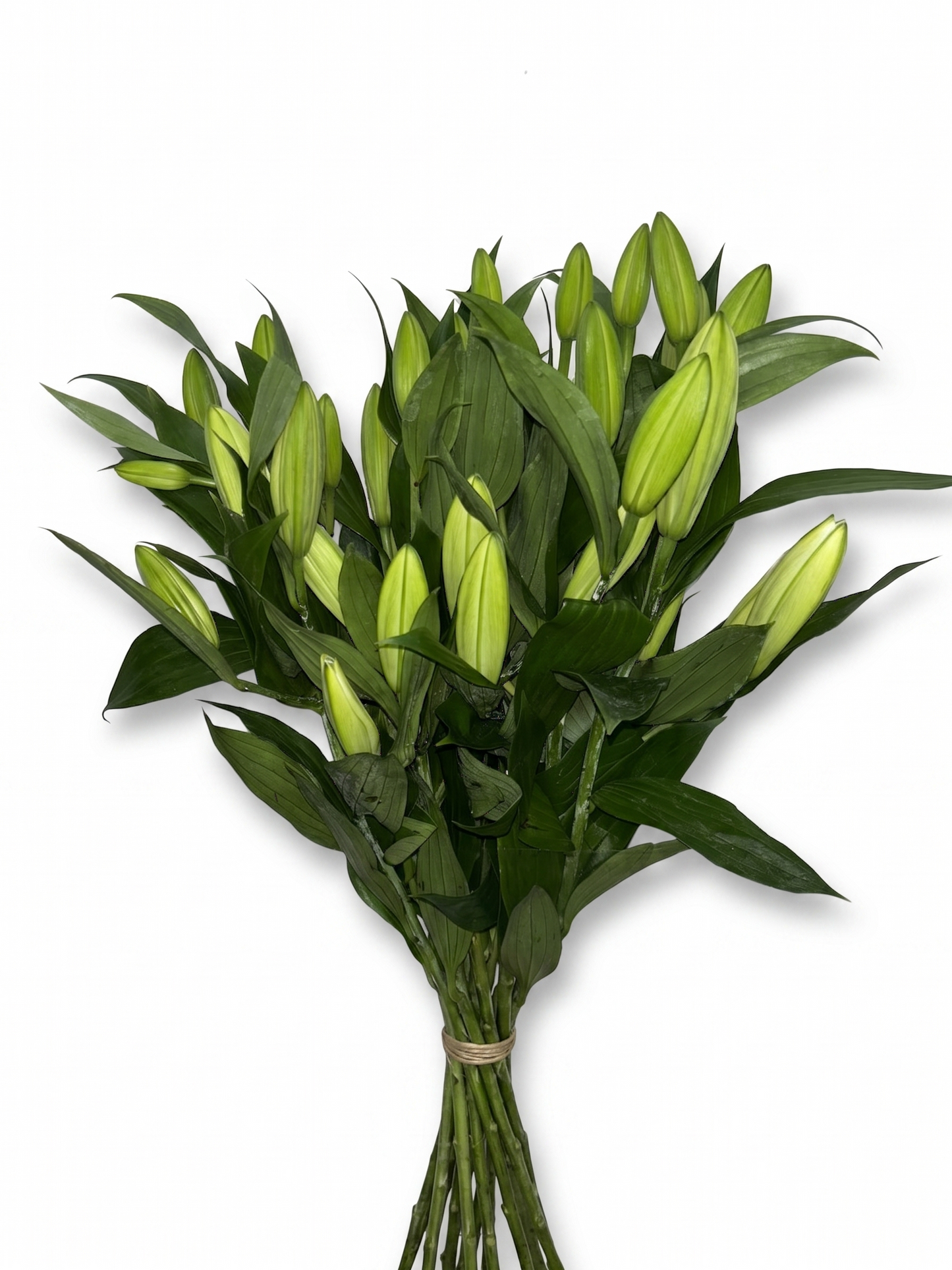 Lilium Oriental blanco Extra · 80 cm · Nacional