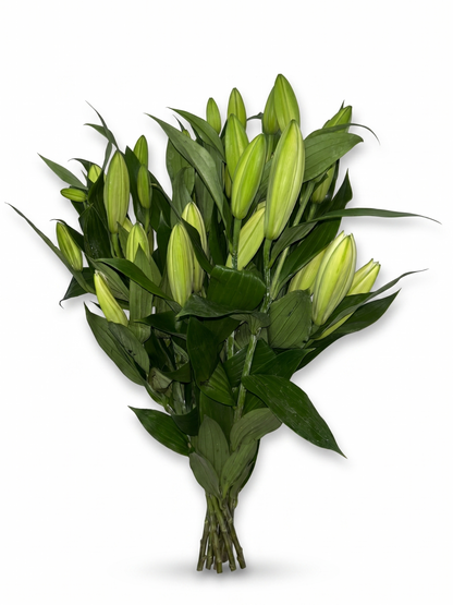 Lilium Oriental blanco Extra · 80 cm · Nacional