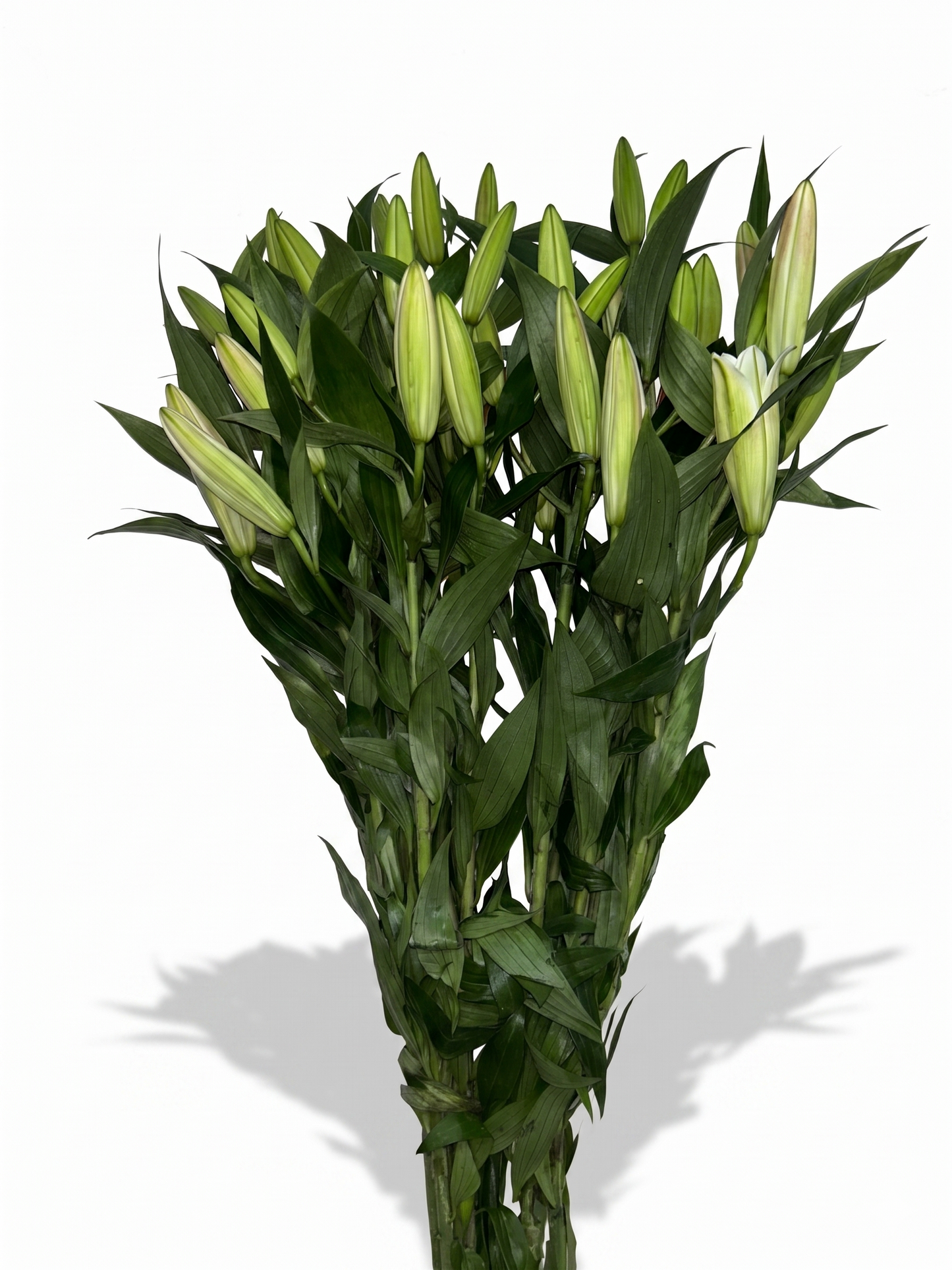 Lilium Oriental rosa Extra · 80 cm · Nacional