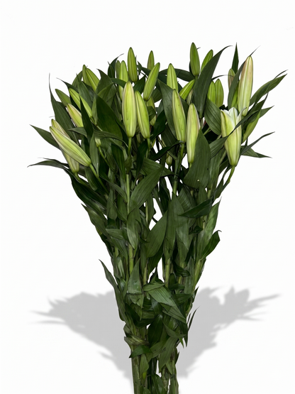 Lilium Oriental rosa Extra · 80 cm · Nacional