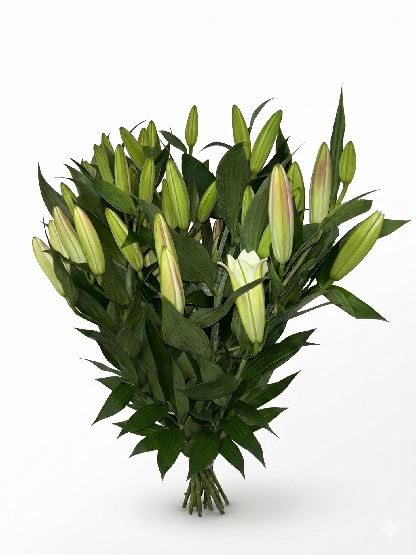 Lilium Oriental rosa Extra · 80 cm · Nacional
