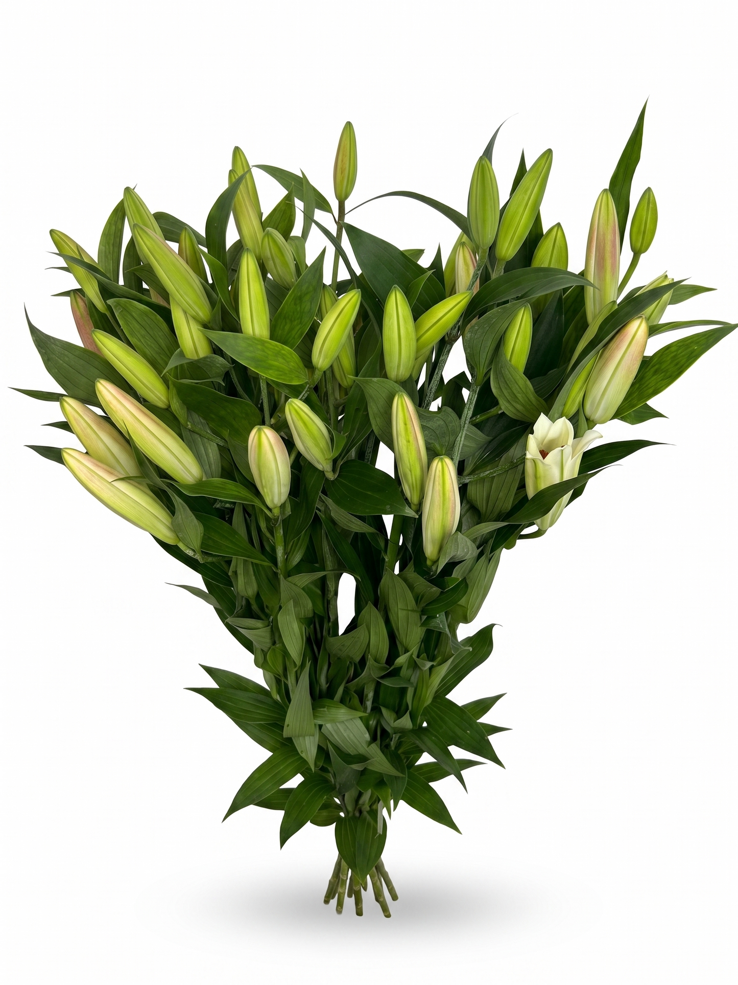 Lilium Oriental rosa Extra · 80 cm · Nacional