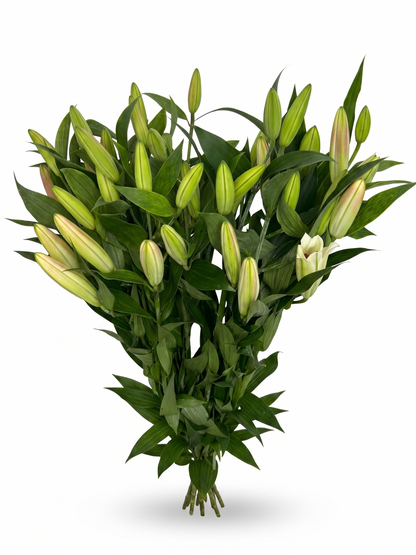 Lilium Oriental rosa Extra · 80 cm · Nacional