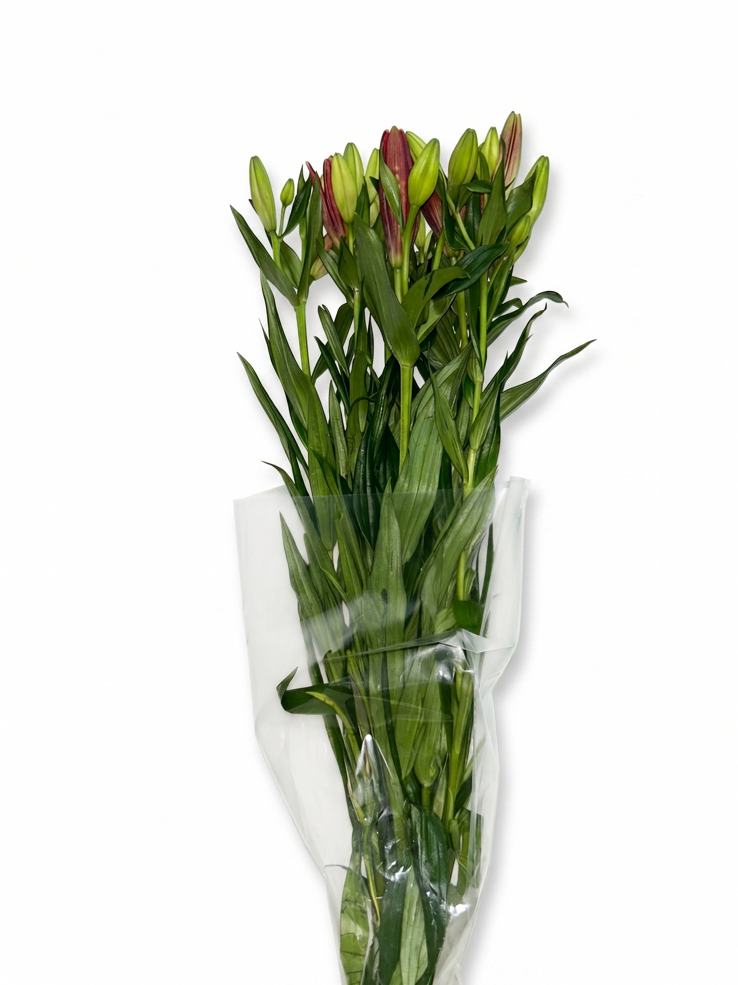 Lilium_Rojo