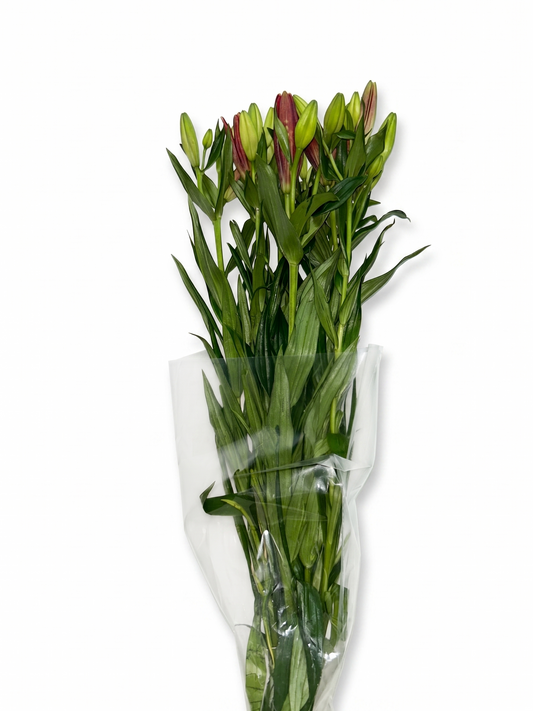 Lilium_Rojo