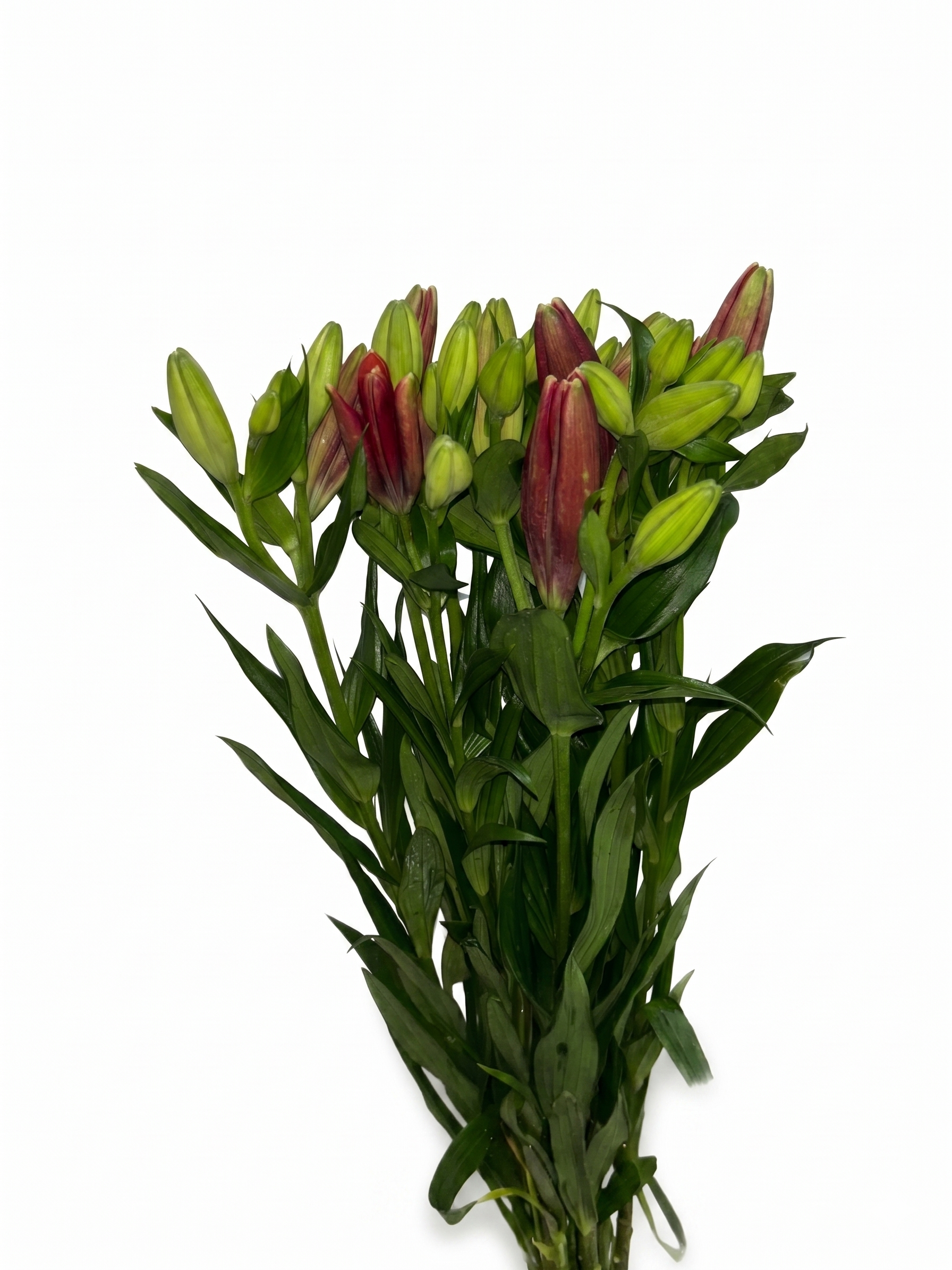 Lilium_Rojo_1