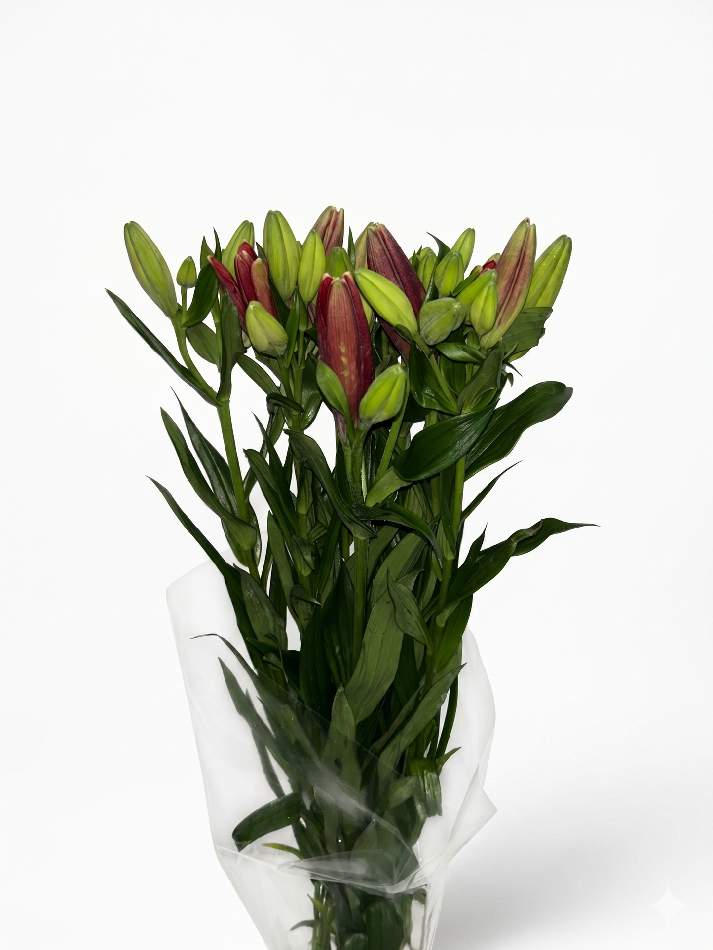 Lilium_Rojo_2