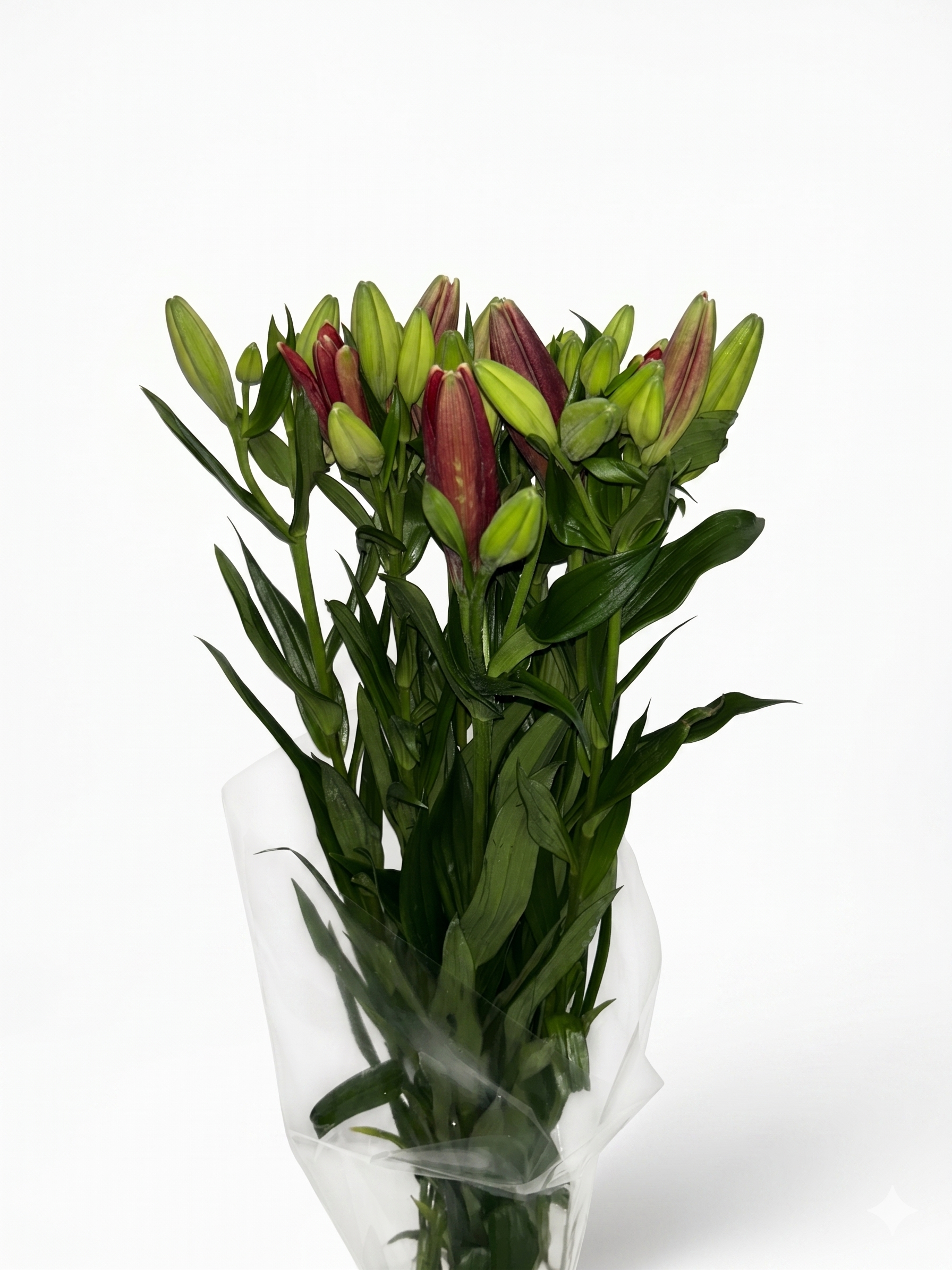 Lilium_Rojo_2