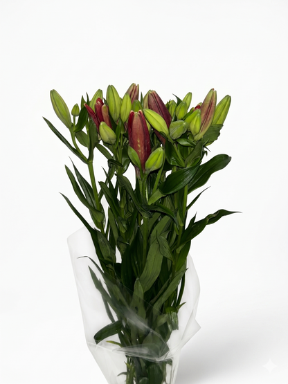 Lilium_Rojo_2