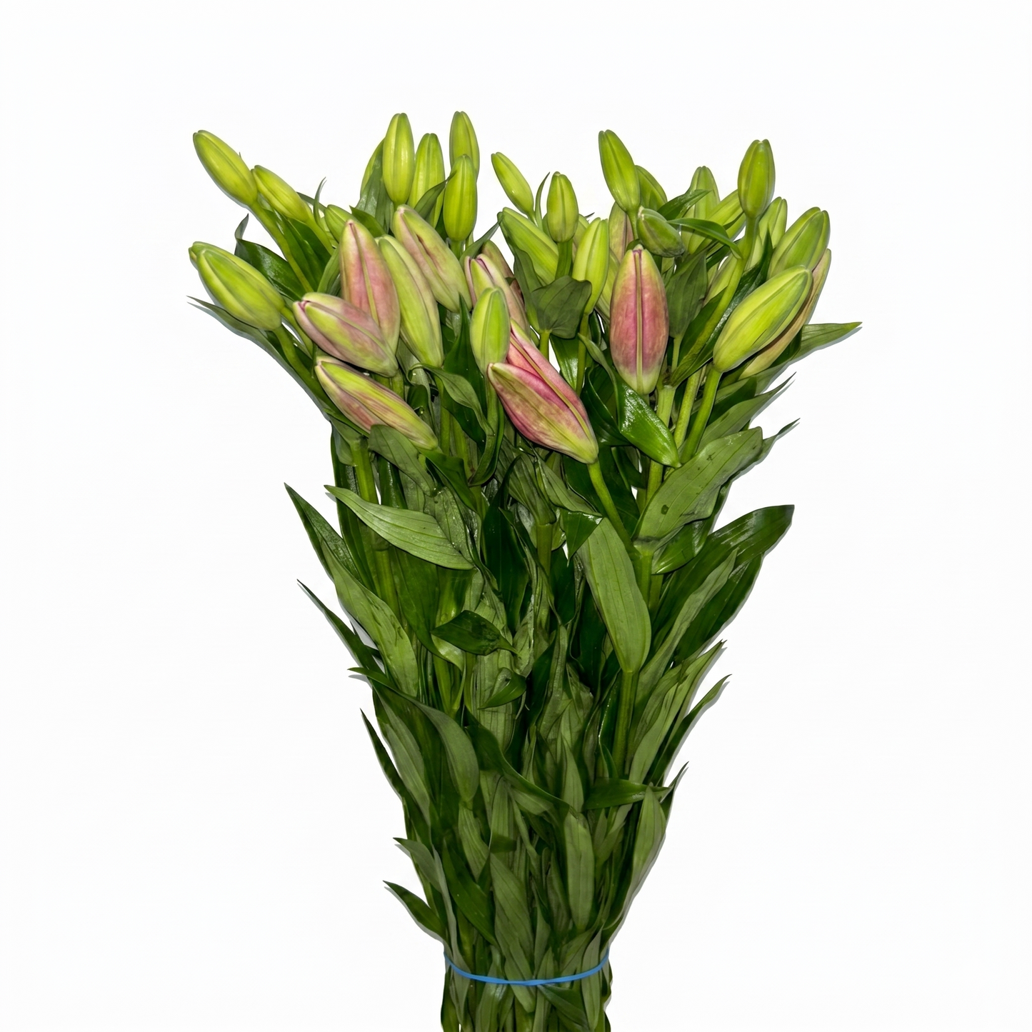 Lilium_Rosa