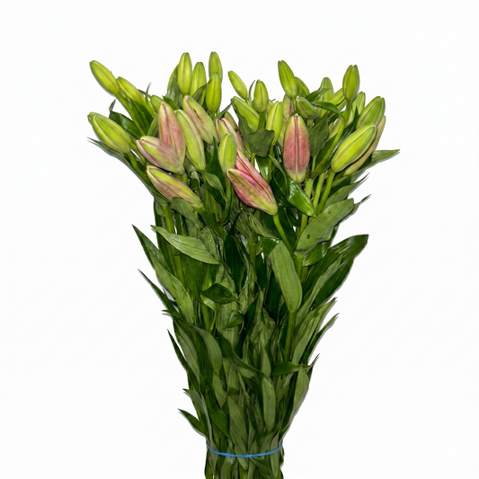 Lilium_Rosa
