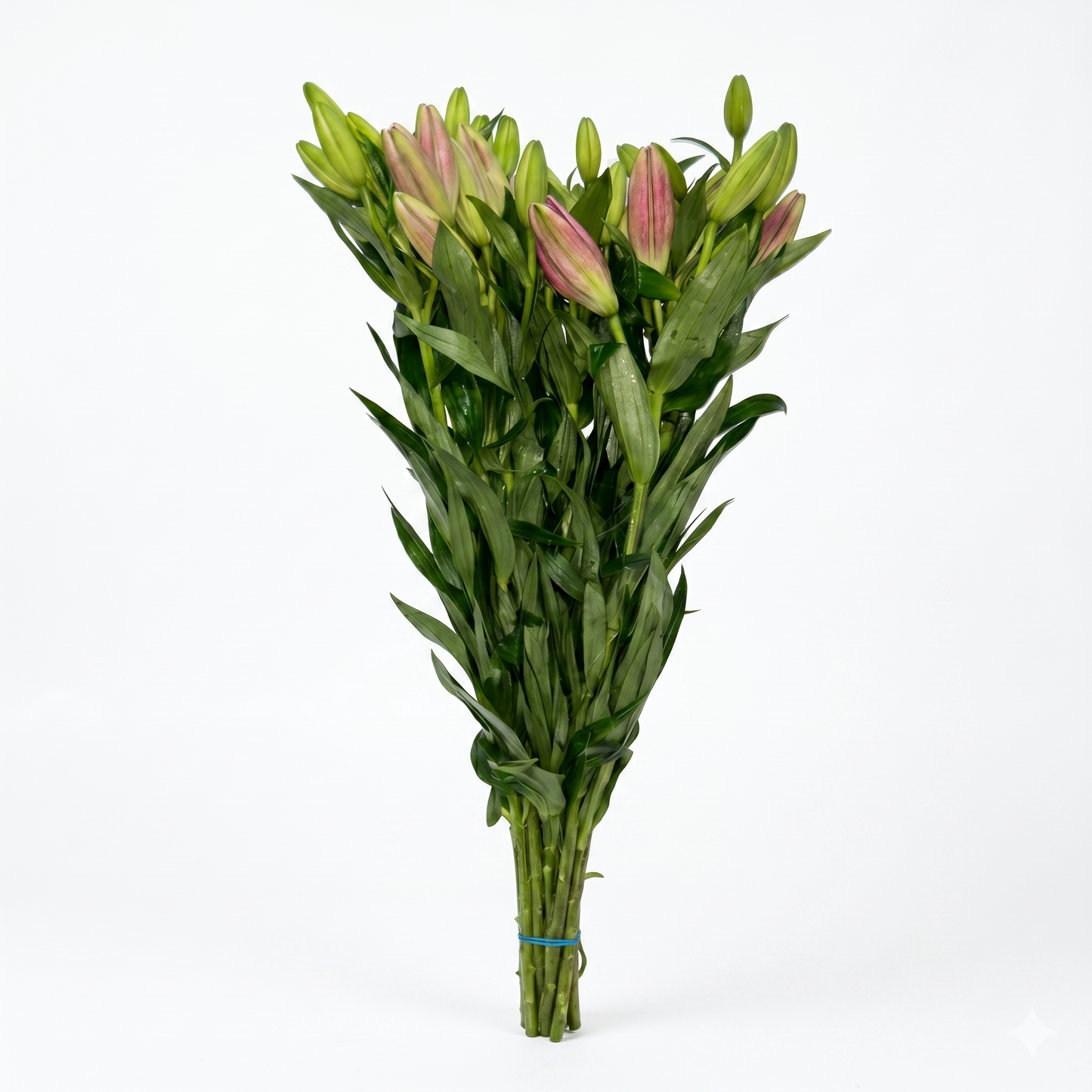 Lilium_Rosa_1