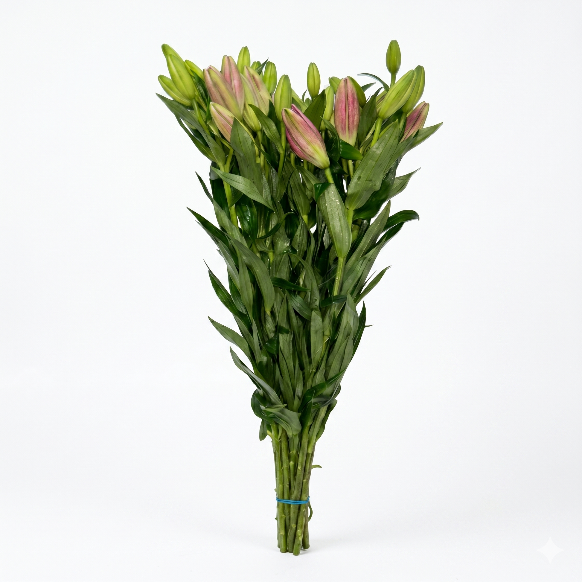 Lilium_Rosa_1