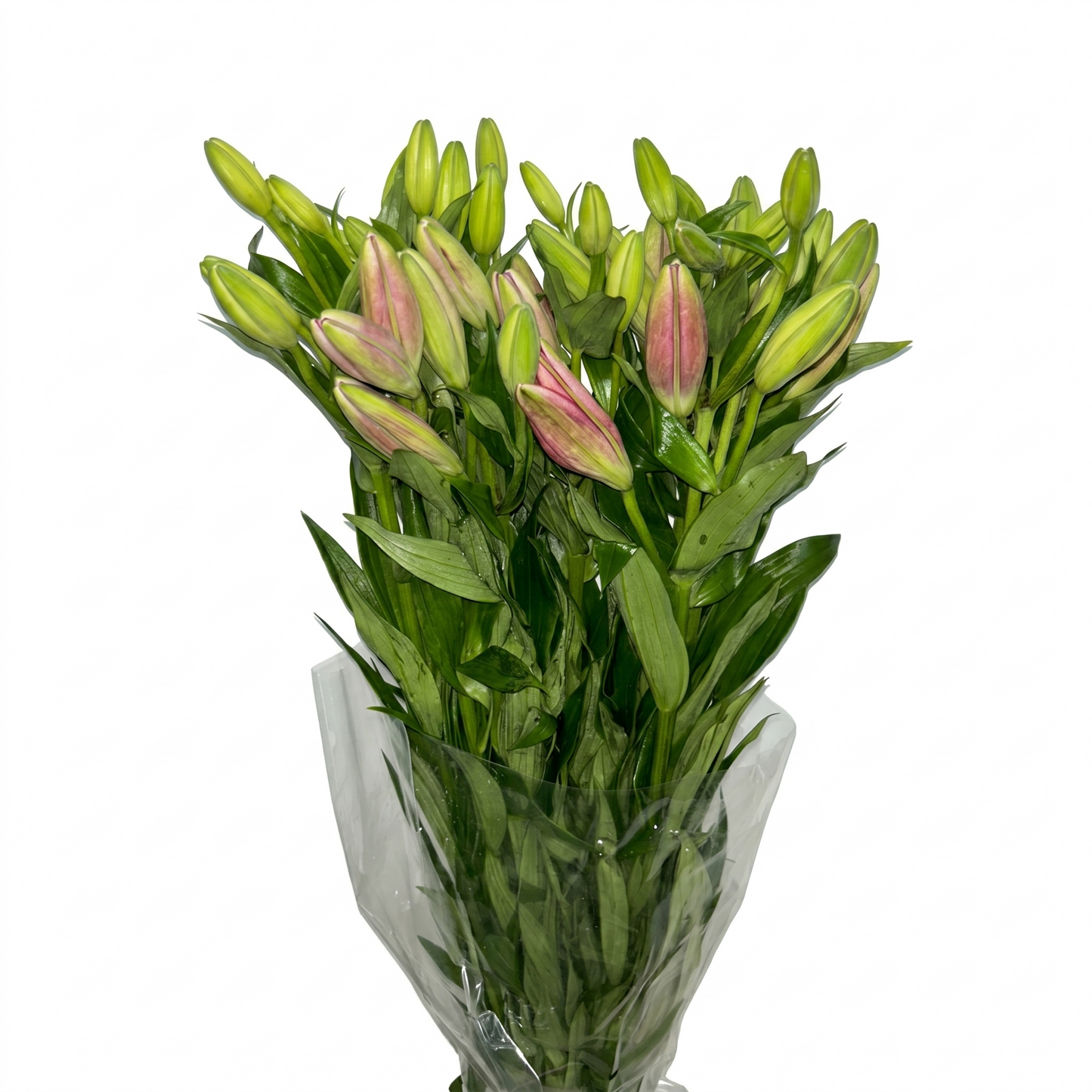 Lilium_Rosa_2