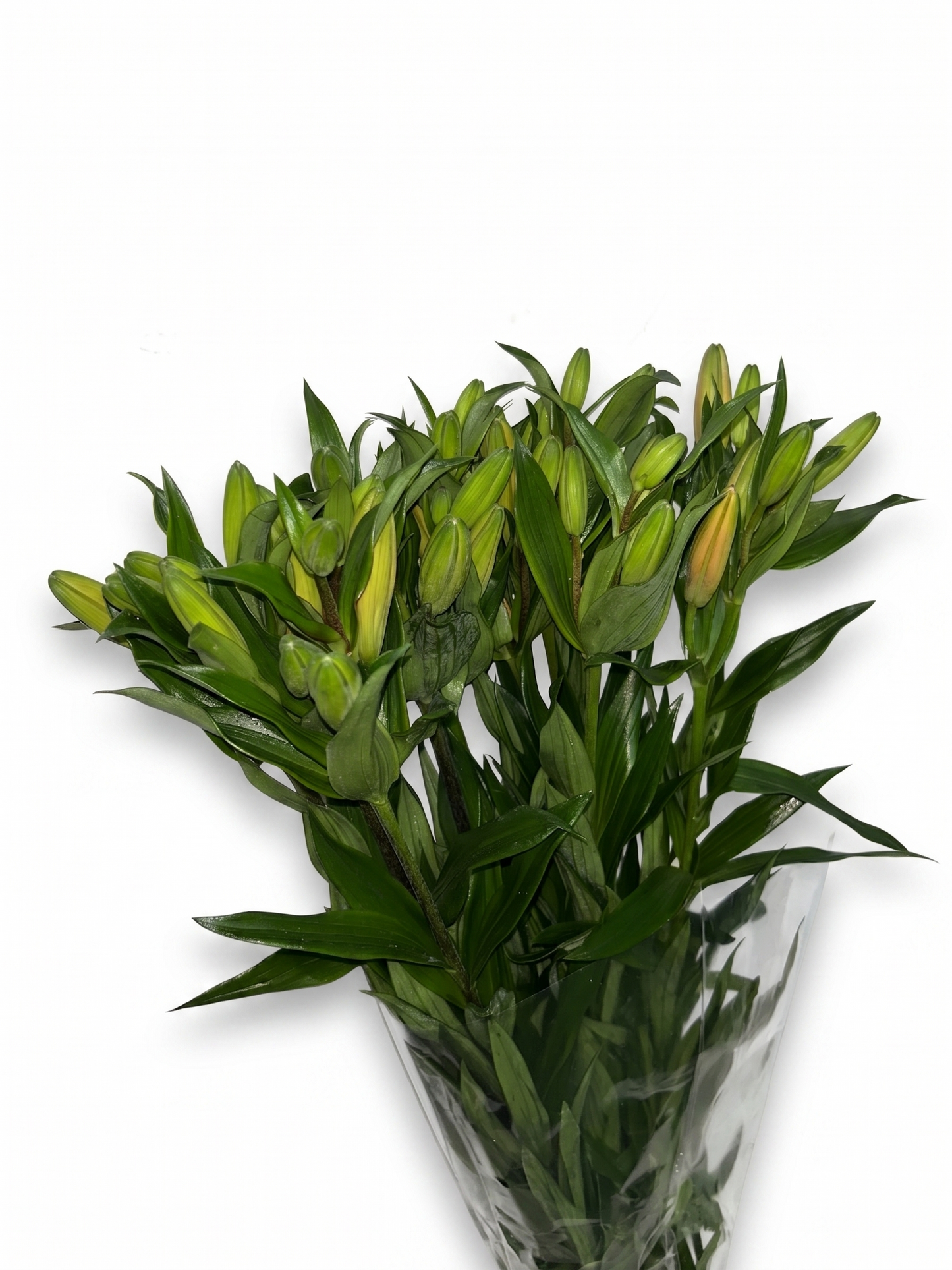 Lilium_Salmon_2