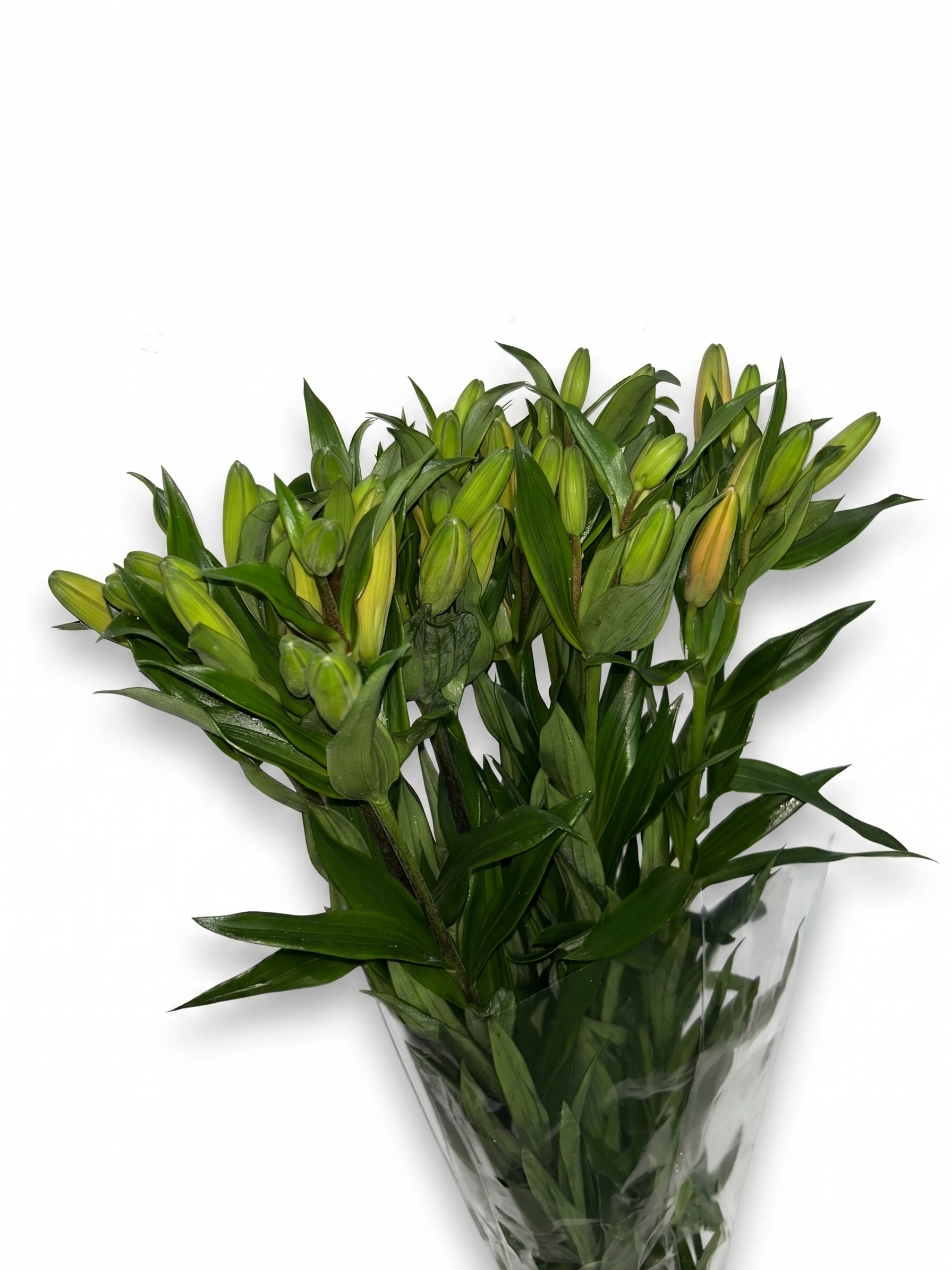 Lilium_Salmon_2