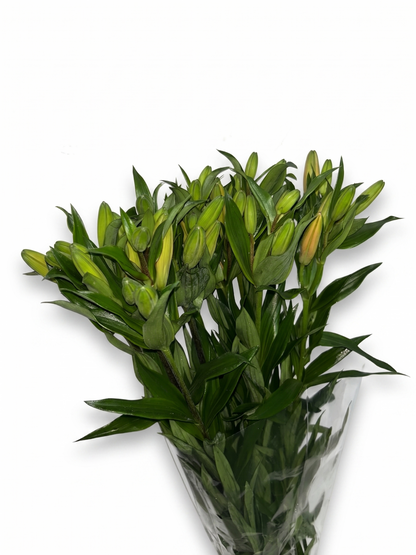 Lilium_Salmon_2