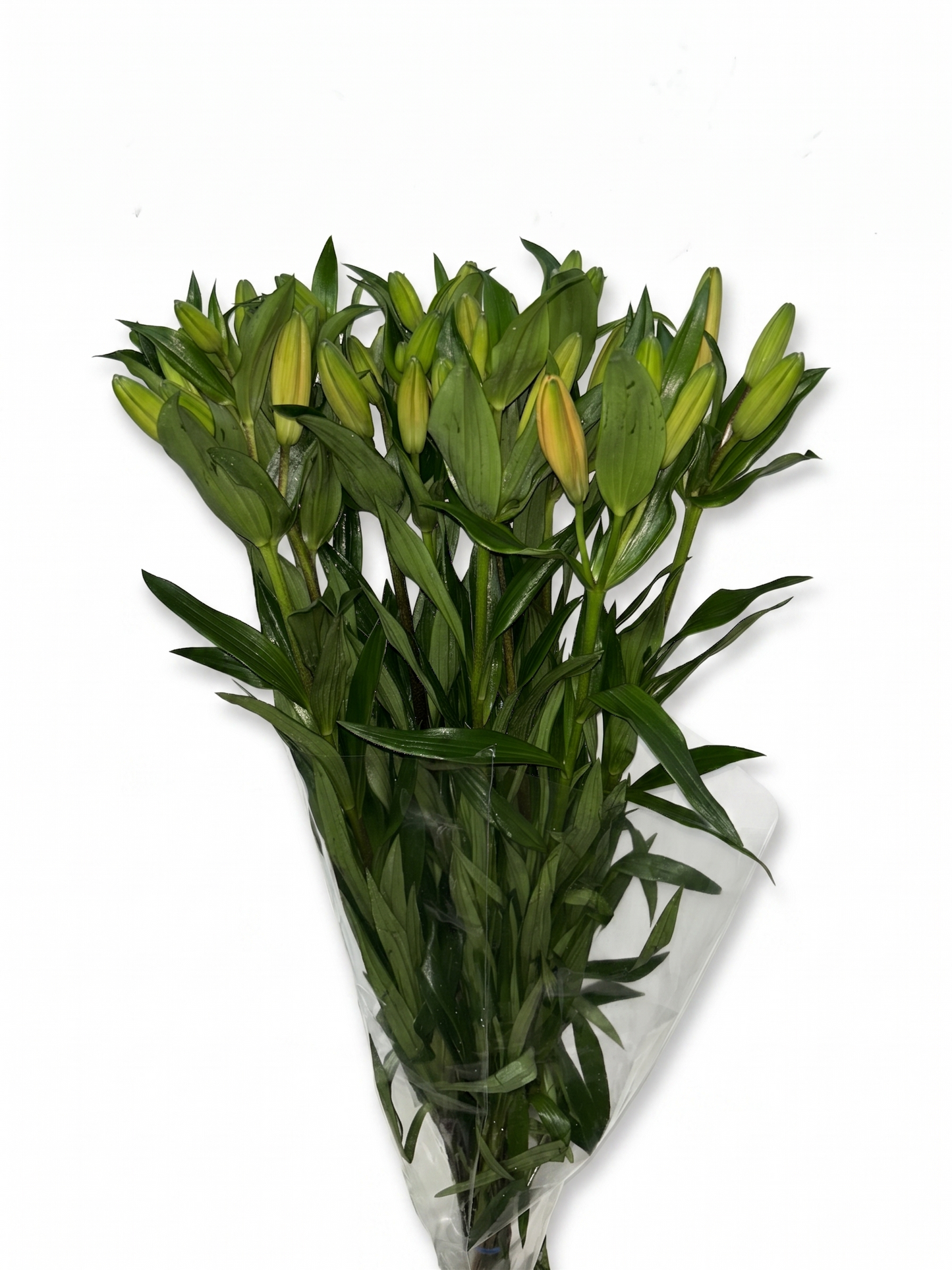 Lilium_Salmon_3
