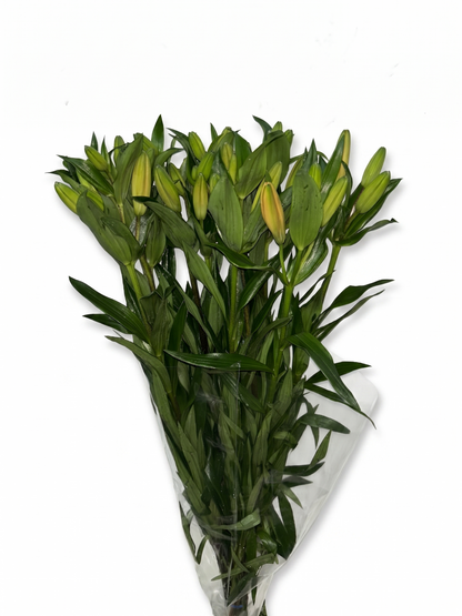 Lilium_Salmon_3