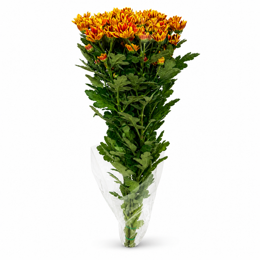 Margarita Extra Naranja