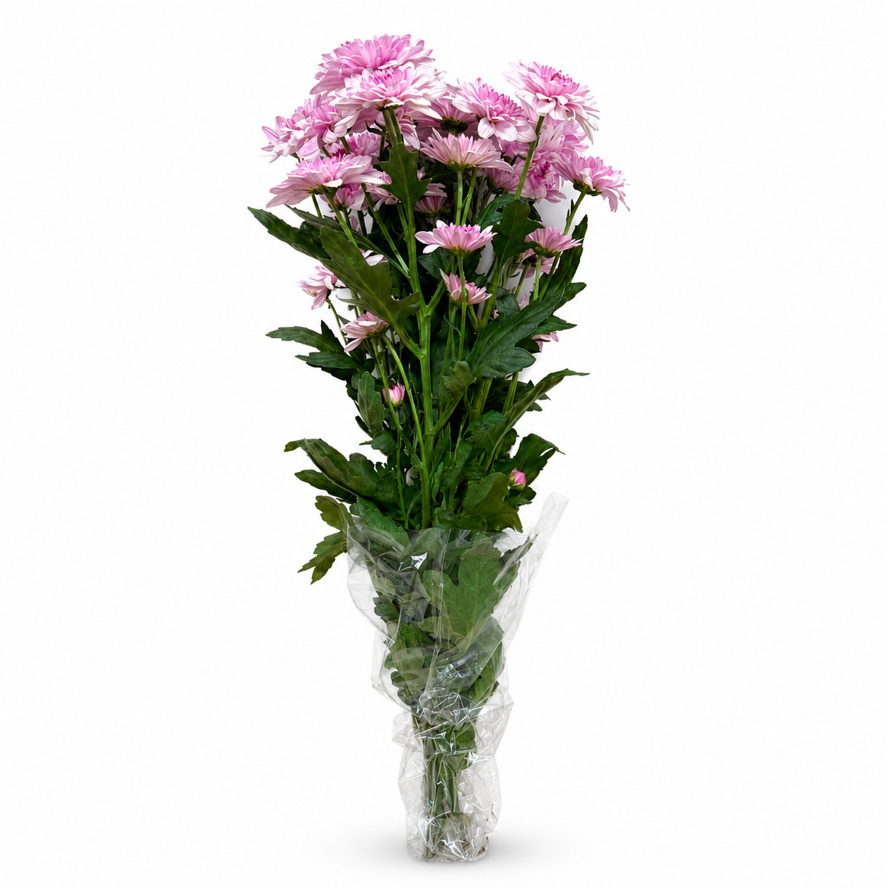 Margarita Extra Rosa