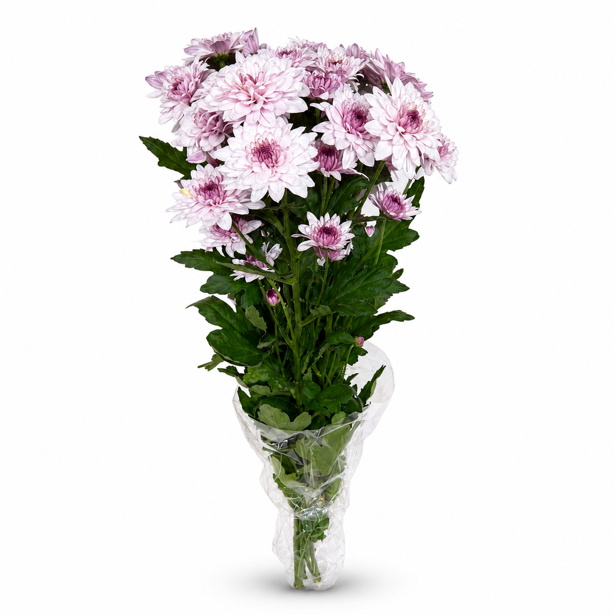 Margarita Extra Rosa