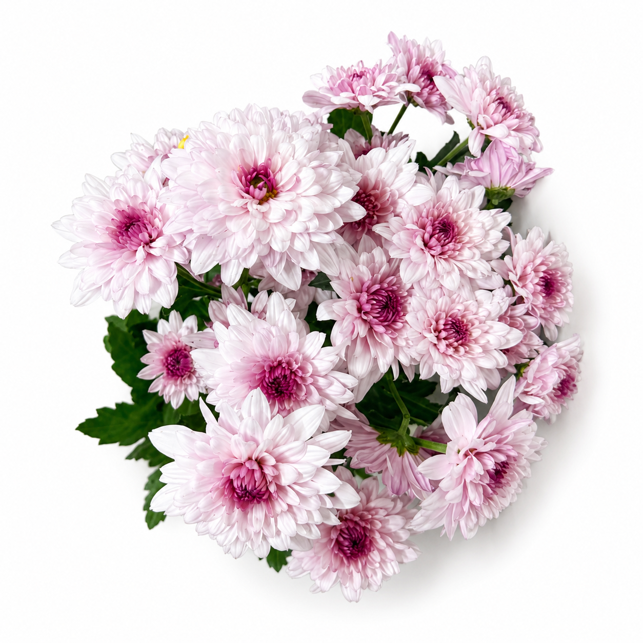 Margarita Extra Rosa