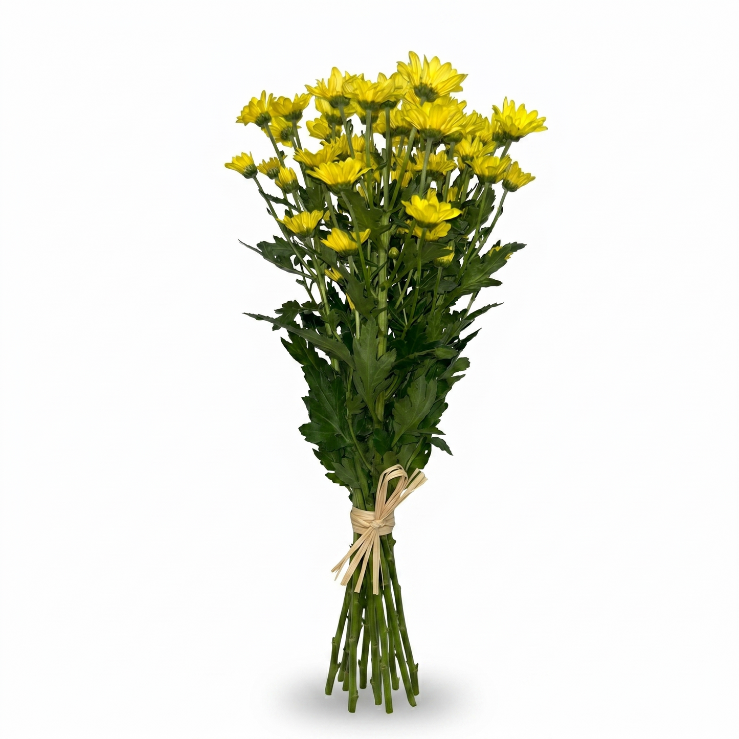 Margarita amarilla Extra · 60 cm · Nacional