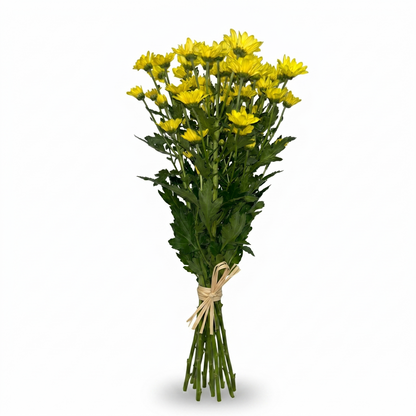 Margarita amarilla Extra · 60 cm · Nacional