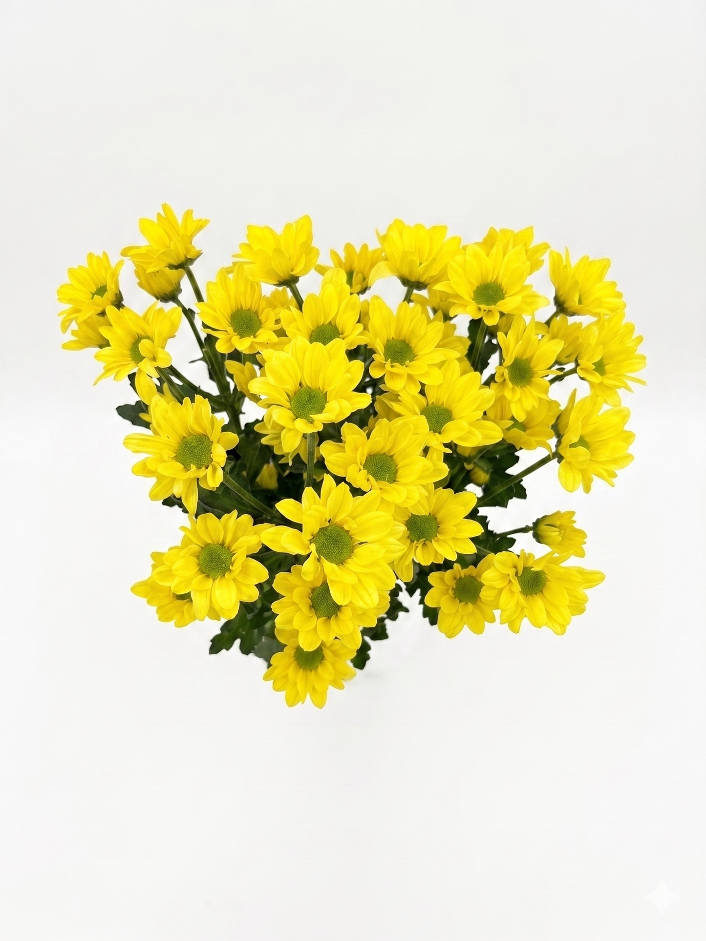 Margarita amarilla Extra · 60 cm · Nacional