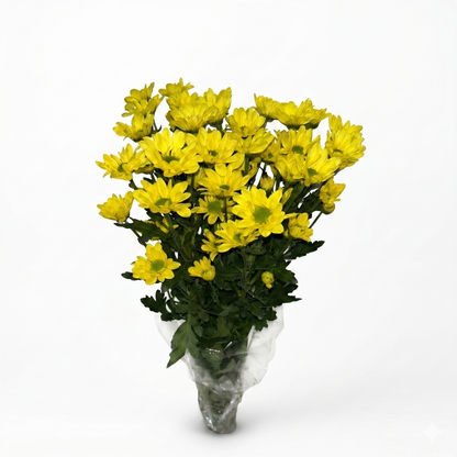 Margarita amarilla Extra · 60 cm · Nacional