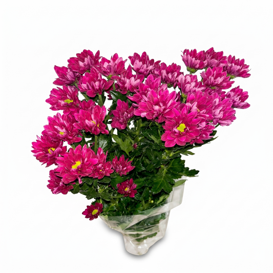 MARGARITA EXTRA FUCSIA