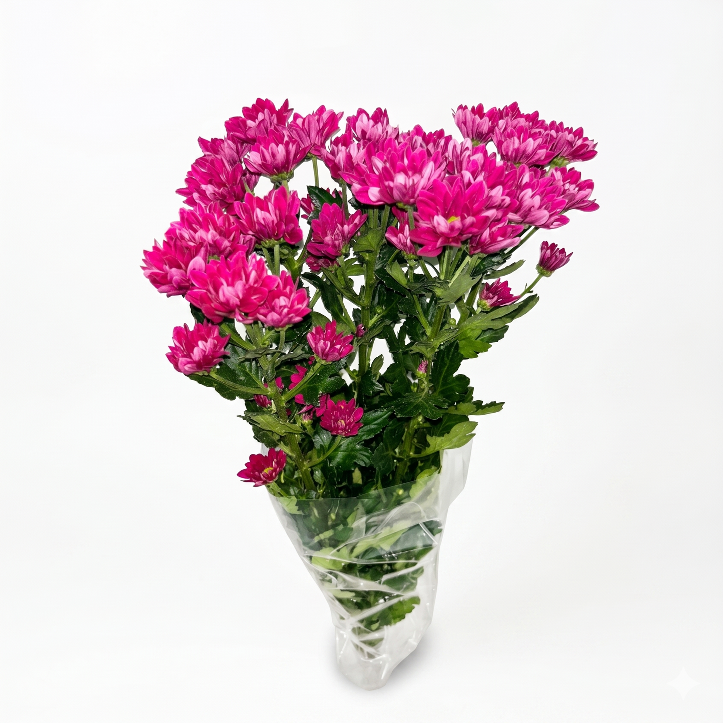 Margarita fucsia Extra · 60 cm · Nacional