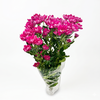 Margarita fucsia Extra · 60 cm · Nacional