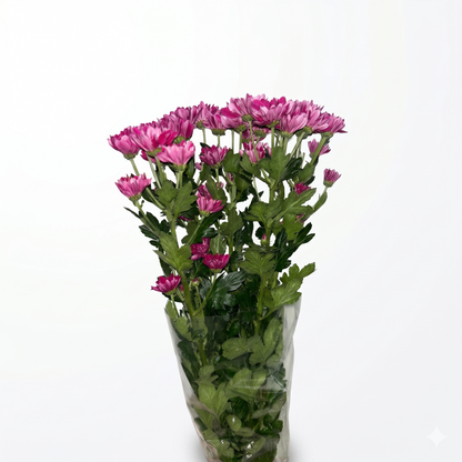 Margarita fucsia Extra · 60 cm · Nacional