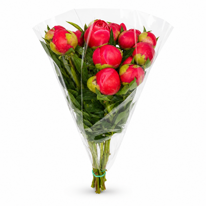 Paeonia