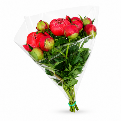 Paeonia