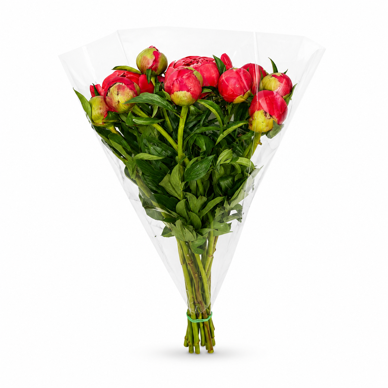 Paeonia