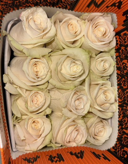 Rosa Vendela