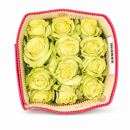 Rosa Mondial Blanco