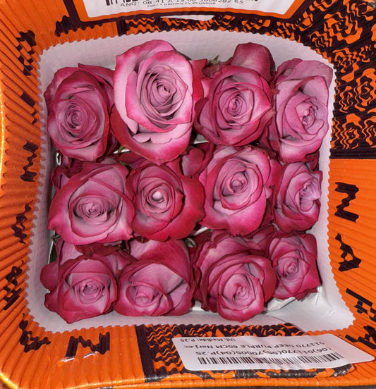Rosa morada