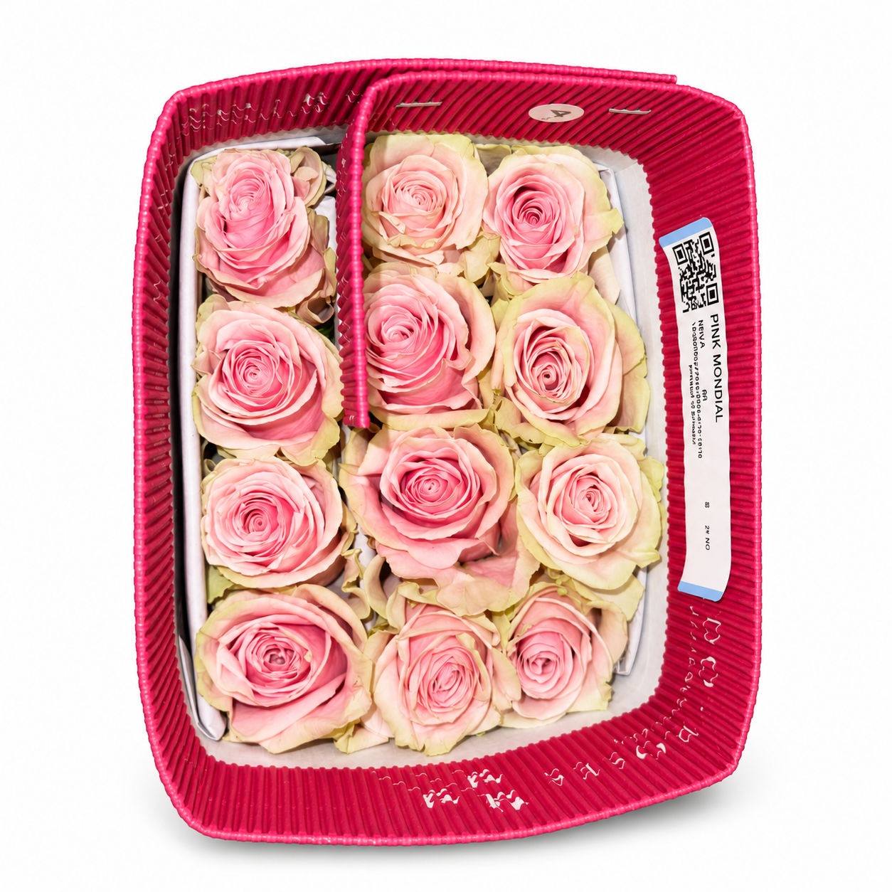 Rosas Pink Mondial