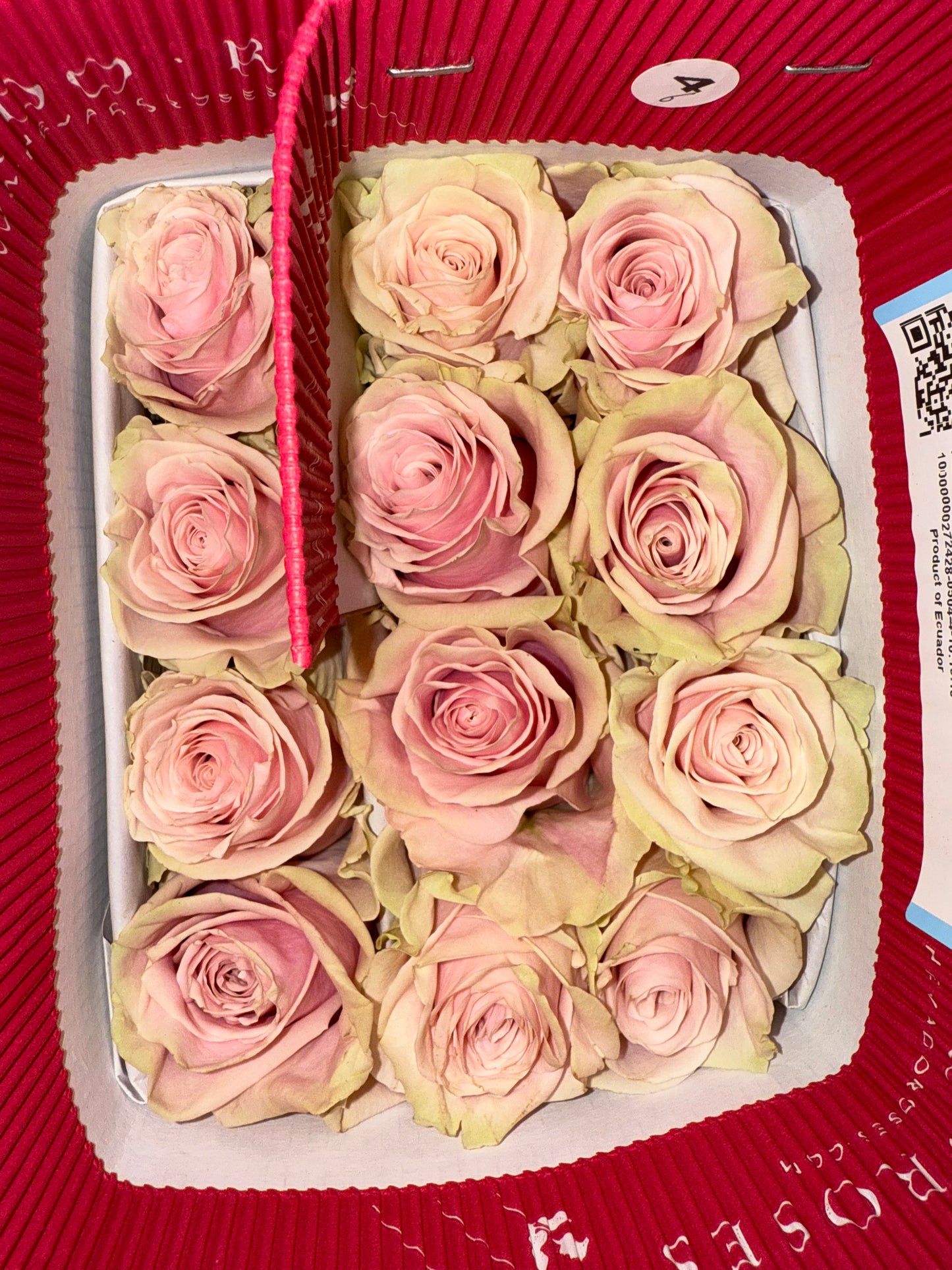 Rosas Pink Mondial
