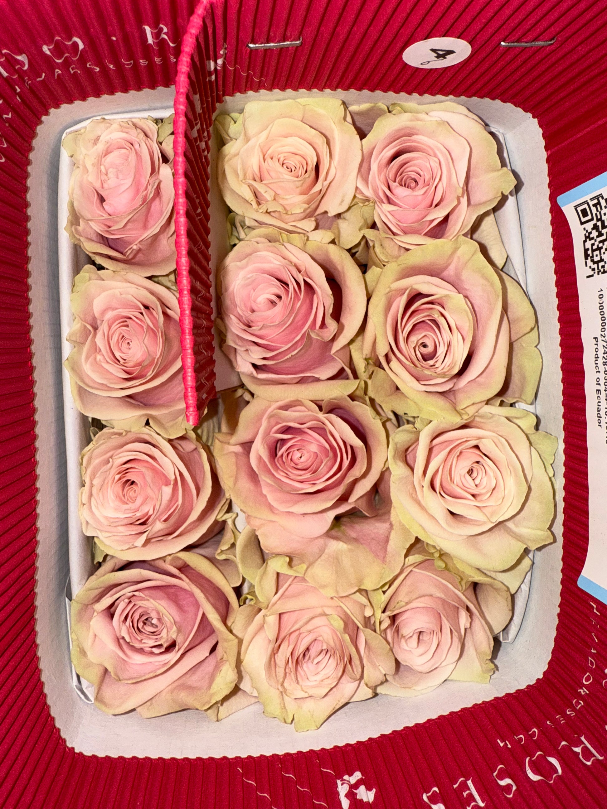 Rosas Pink Mondial