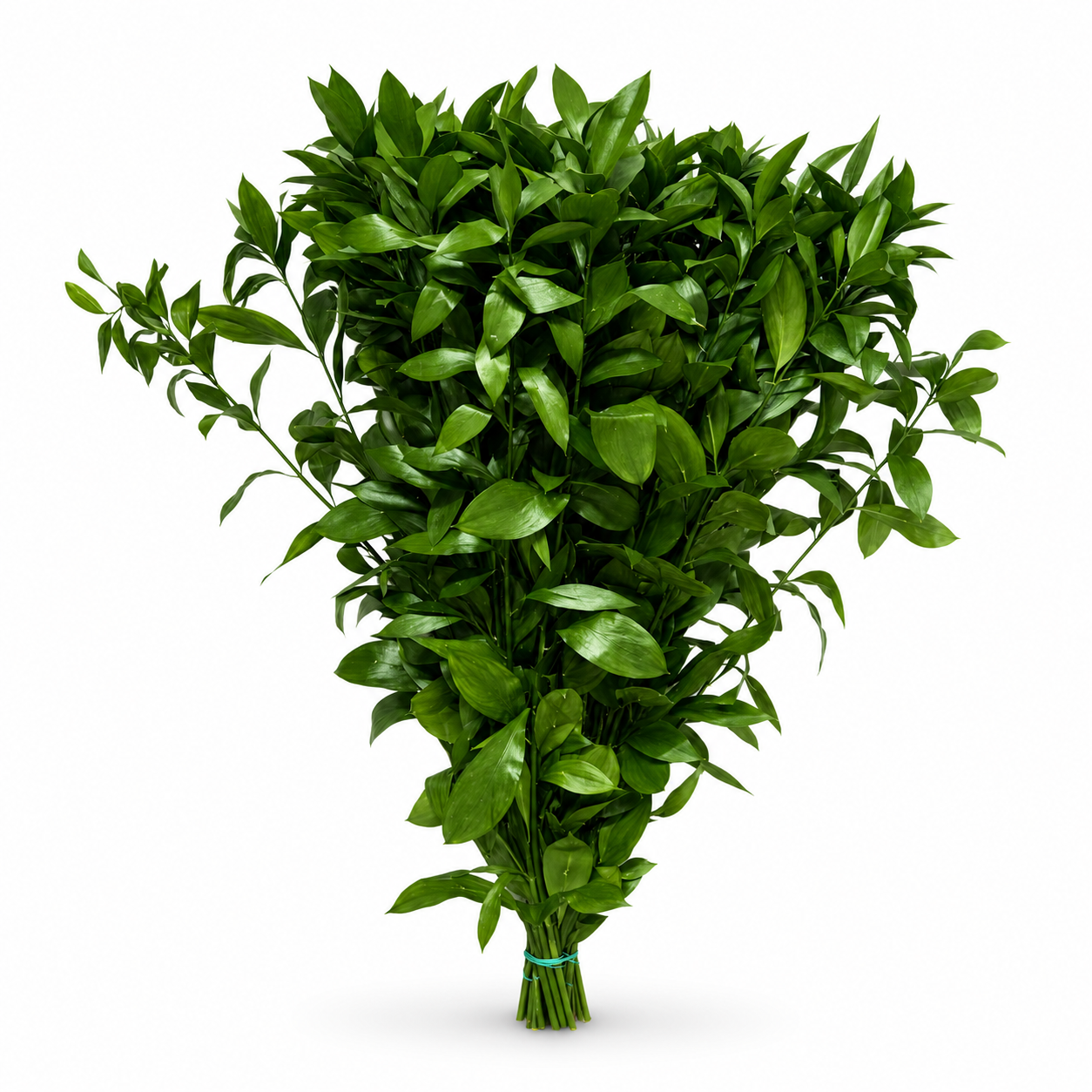 Ruscus-1
