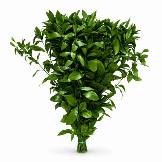 Ruscus-1